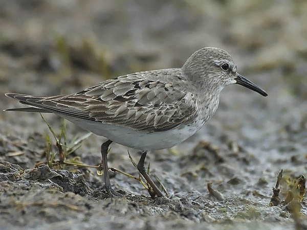 Valkoperäsirri, White-rumped Sandpiper, Calidris fuscicollis
